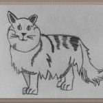 Рисуем КОШЕК — длинношерстая кошка