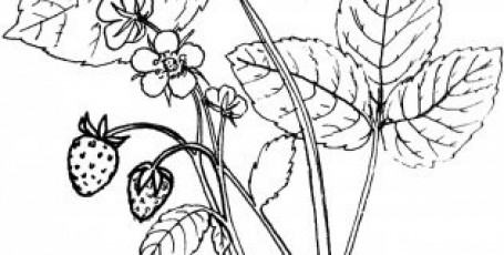 Раскраска ЯГОДЫ