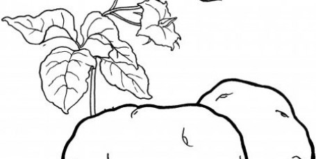 Раскраска — ОВОЩИ