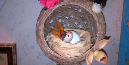 Топиарий ГНЕЗДЫШКО — мастер-класс