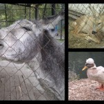 Наш поход в ЗООПАРК Наш поход в ЗООПАРК