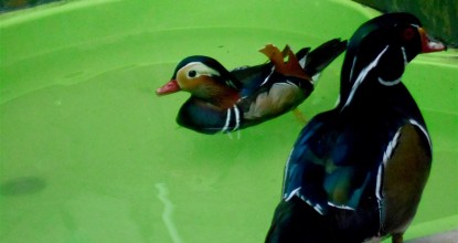 В мире животных