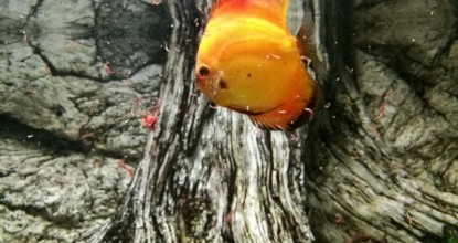 Зоопарк — часть вторая