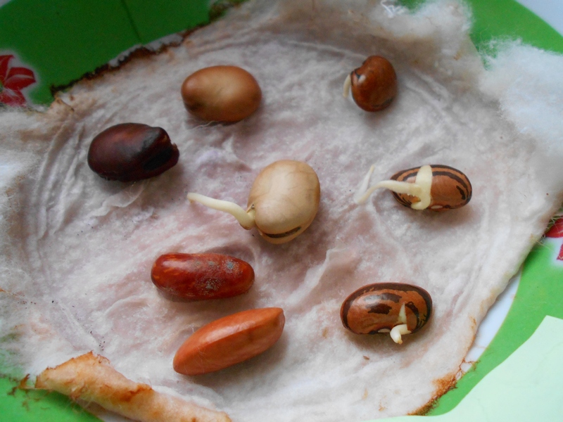 Соревнование фасолинок